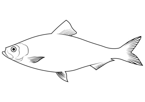 Alewife (Alosa Pseudoharengus) Coloring Page